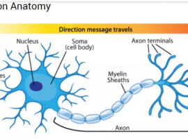 Neuron người hoạt động như thế nào ?